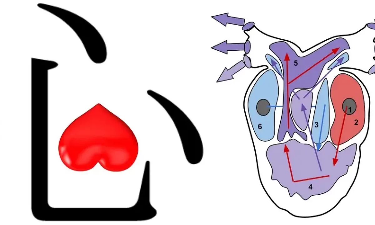 heart_5-1200x720.webp