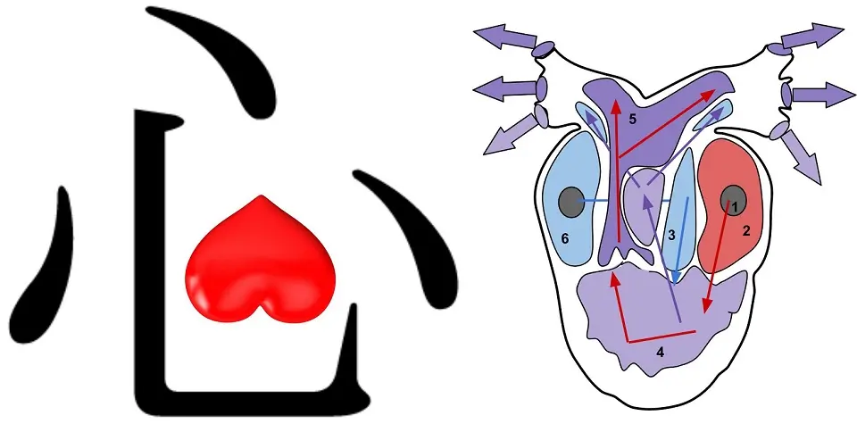Explanation of the shape of the Japanese Kanji of heart.