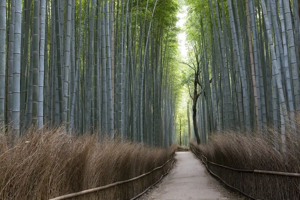 A beautiful view of Bamboo trees in Arashiyama Bamboo Grove in Kyoto, Japan.