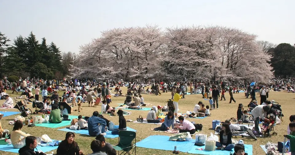 Japanese people having Hamami party under Sakura (Cherry Blossom) trees.