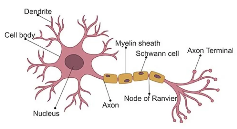 construction and parts of neural network.