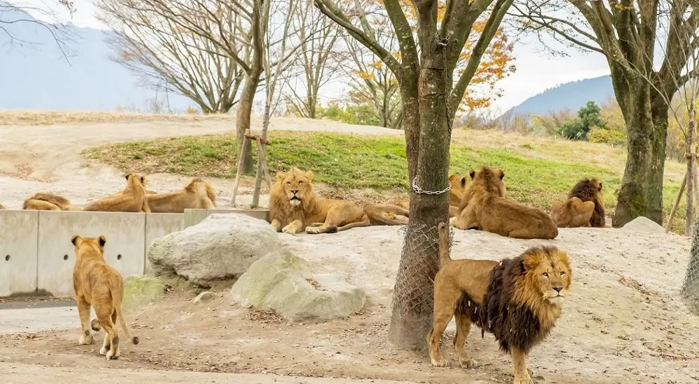 Lions in African Safari in Oita, Japan. A place to visit with kids and family.